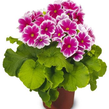 Примула Либре F1 розовое пикоти (rose picotee) /100 семян/ *Syngenta*