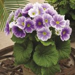 Примула Лібре F1 синє пікоті (blue picotee) /100 насінин/ *Syngenta*