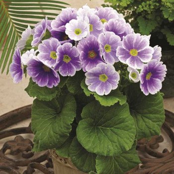 Примула Либре F1 синее пикоти (blue picotee) /100 семян/ *Syngenta*