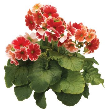 Примула Либре F1 скарлет пикоти (scarlet picotee) /100 семян/ *Syngenta*