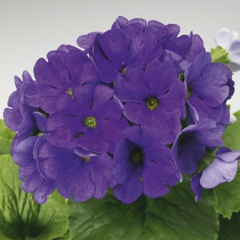 Примула Либре F1 темно-синяя (deep blue) /100 семян/ *Syngenta*