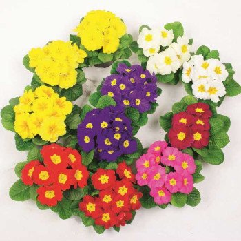 Примула Оріон F1 суміш /100 насінин/ *Syngenta*