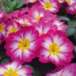 Примула Піонер F1 бургунді полум'я /100 насінин/ *Hem Genetics*