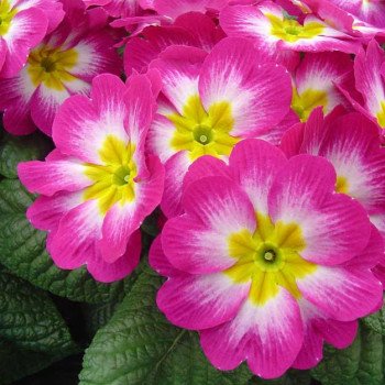 Примула Піонер F1 кармінове полум'я /100 насінин/ *Hem Genetics*