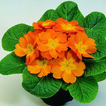 Примула Піонер F1 помаранчева /100 насінин/ *Hem Genetics*