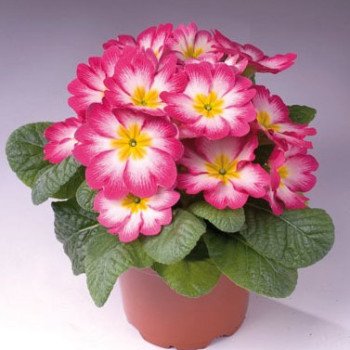 Примула Піонер F1 рожеве полум'я /100 насінин/ *Hem Genetics*