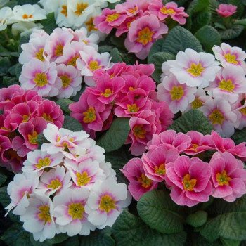 Примула Піонер F1 суміш двоколірна /100 насінин/ *Hem Genetics*