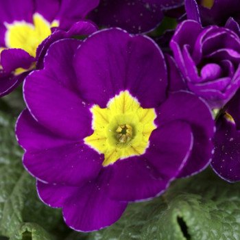 Примула Піонер F1 фіолетова /100 насінин/ *Hem Genetics*