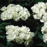 Примула Прімлет F1 біла (white) /100 насінин/ *Pan American*