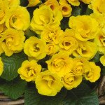 Примула Примлет F1 золотистая (golden) /100 семян/ *Pan American*