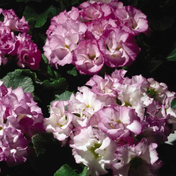 Примула Прімлет F1 лавандова (lavender) /100 насінин/ *Pan American*