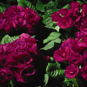 Примула Примлет F1 пурпурная (purple) /100 семян/ *Pan American*