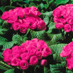 Примула Примлет F1 розовая (rose) /100 семян/ *Pan American*