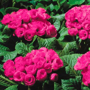 Примула Примлет F1 розовая (rose) /100 семян/ *Pan American*