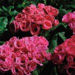 Примула Прімлет F1 рожева з обідком (rose with edge) /100 насінин/ Pan American*