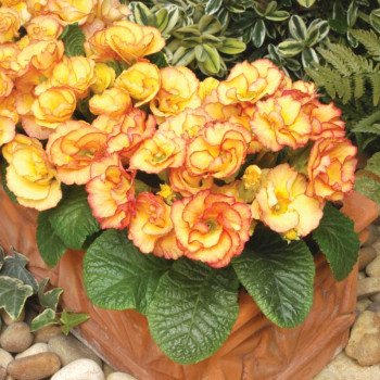 Примула Примлет F1 санрайз (sunrise) /100 семян/ *Pan American*