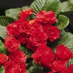 Примула Прімлет F1 червона (red) /100 насінин/ *Pan American*