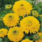 Рудбекія Майя /250 насінин/ *Benary*