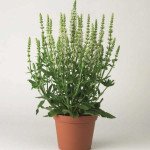 Сальвия Мерло белая (white) /100 семян/ *Syngenta*