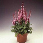 Сальвия Мерло розовая (pink) /100 семян/ *Syngenta*