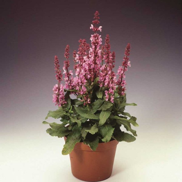 Насіння сальвії Мерло рожева (pink) /100 насінин/ *Syngenta*