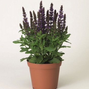 Сальвія Мерло синя (blue) /100 насінин/ *Syngenta*