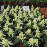 Сальвия Редди белая (white) /100 семян/ *Hem Genetics*