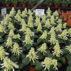 Сальвія Редді біла (white) /100 насінин/ *Hem Genetics*