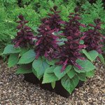 Сальвія Сальса пурпурна (purple) /100 насінин/ *Syngenta*