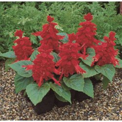 Сальвія Сальса скарлет (scarlet) /100 насінин/ *Syngenta*