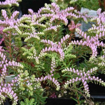 Седум Морська зірка /200 насінин/ *Syngenta*