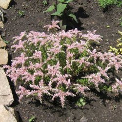 Седум Морська зірка /200 насінин/ *Syngenta*