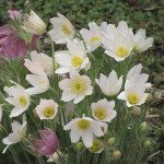 Сон-трава біла /300 насінин/ *Hem Zaden*