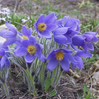 Сон-трава фіолетова /300 насінин/ *Hem Zaden*