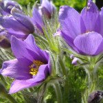 Сон-трава фиолетовая /300 семян/ *Hem Zaden*