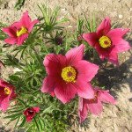 Сон-трава червона /300 насінин/ *Hem Zaden*