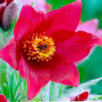 Сон-трава червона /300 насінин/ *Hem Zaden*