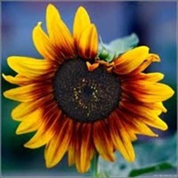 Семена подсолнуха Пакито Колорадо /20 г/ *Hem Zaden*