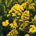 Кермек QIS желтый (yellow) /1.000 семян/ *Pan American*