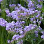 Кермек QIS лавандовий (lavender) /1.000 насінин/ *Pan American*