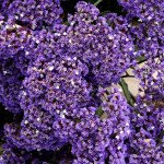 Кермек Переса /400 насінин/ *Hem Zaden*