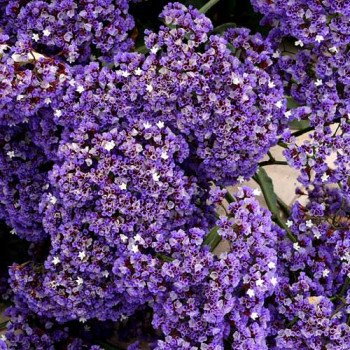 Кермек Переса /400 семян/ *Hem Zaden*