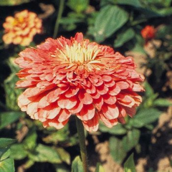 Цинния Гиганты Бенари лососевая (salmon) /100 семян/ *Benary*