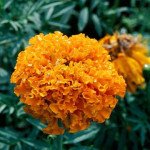 Чорнобривці Діскавері F1 помаранчеві (orange) /100 насінин/ *Benary*