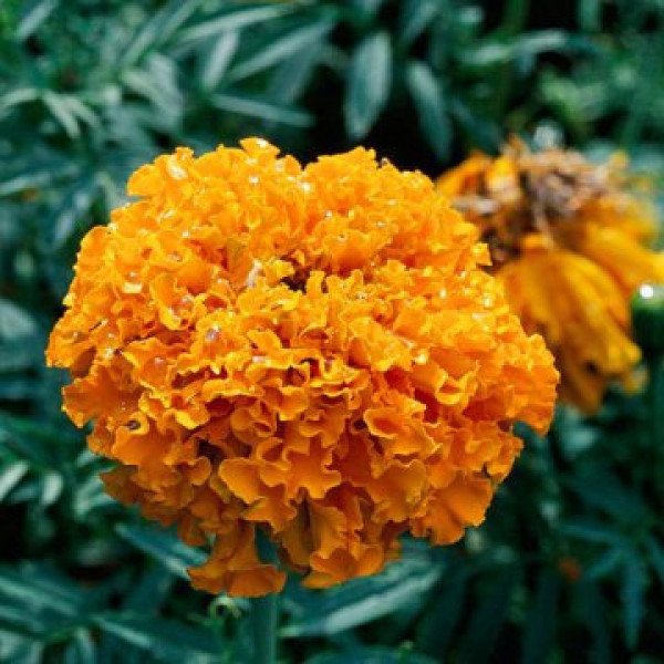 Семена бархатцев Дискавери F1 оранжевые (orange) /100 семян/ *Benary*