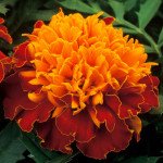 Чорнобривці Жани гармонія /1.000 насінин/ *Hem Zaden*