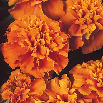 Бархатцы Жани оранжевые /1.000 семян/ *Hem Zaden*