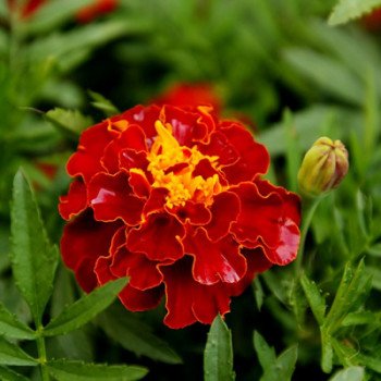 Чорнобривці Кармен /100 г/ *Hem Zaden*