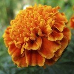 Бархатцы Медовые соты /1.000 семян/ *Pan American*