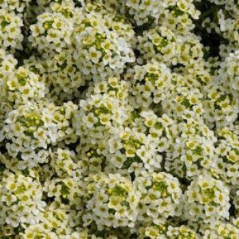Аліссум Істе Боннет лимонний (lime) /1.000 насінин/ *Pan American*